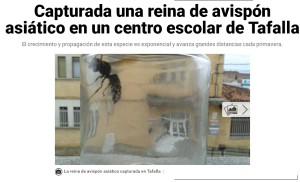 AVISPON